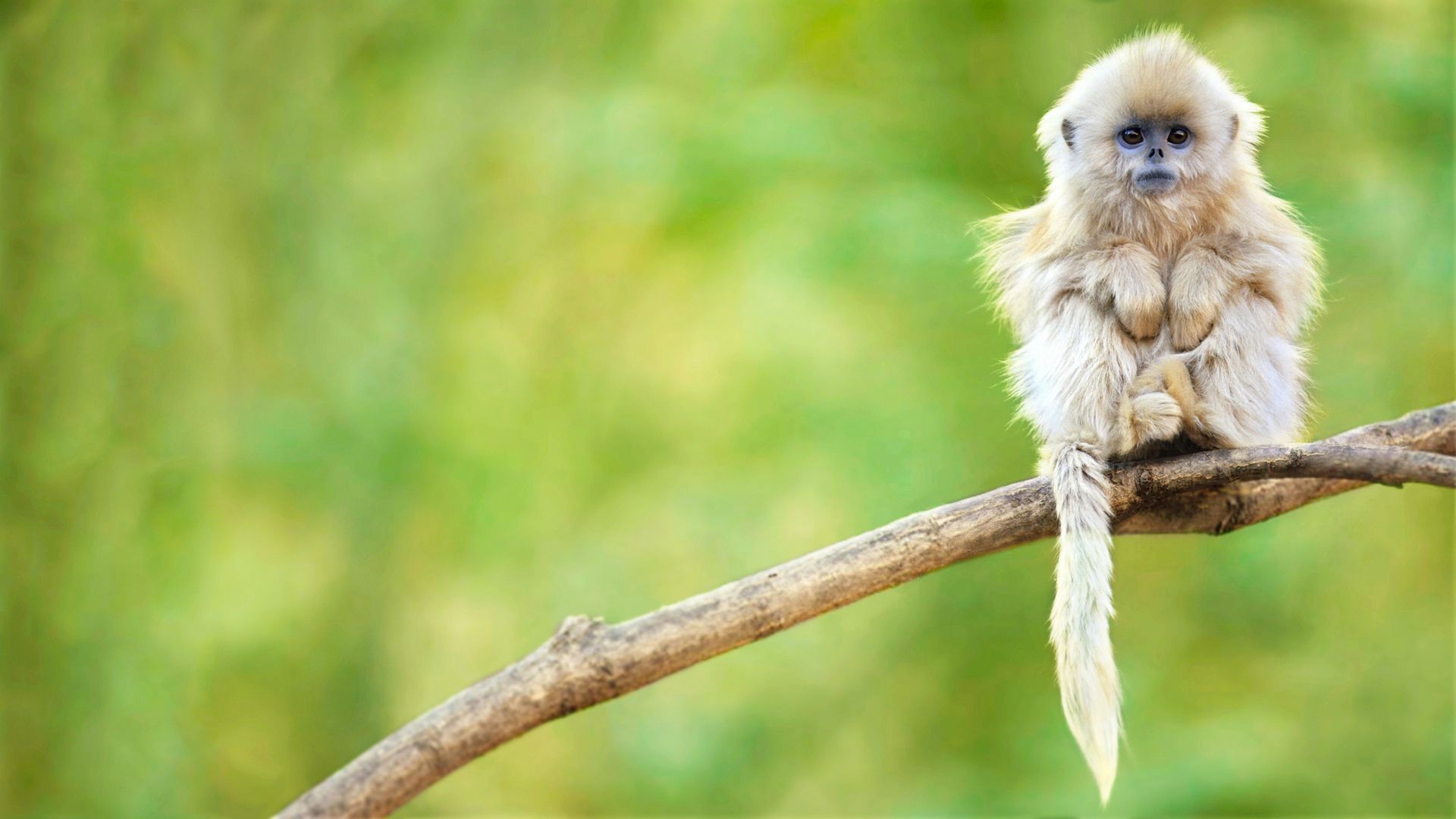 Golden Snub Nosed Monkey Wallpaper Golden Snub Nosed Monkey Wallpaper & Background Download
