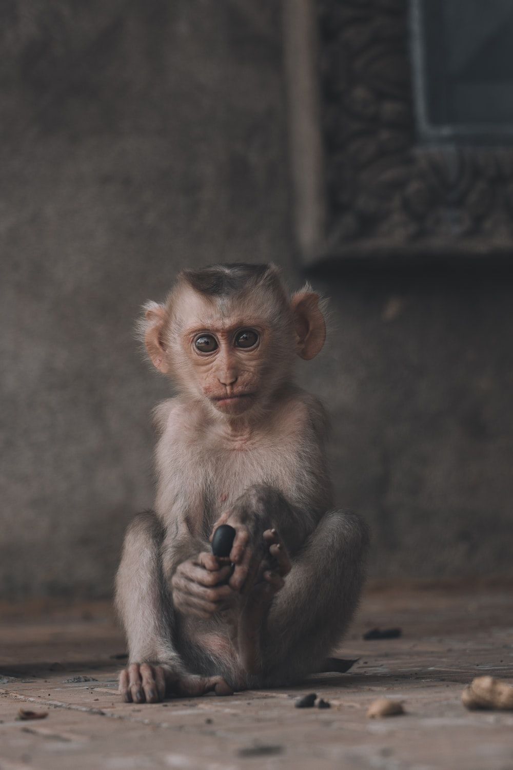 Monkey Picture [HD]. Download Free Image