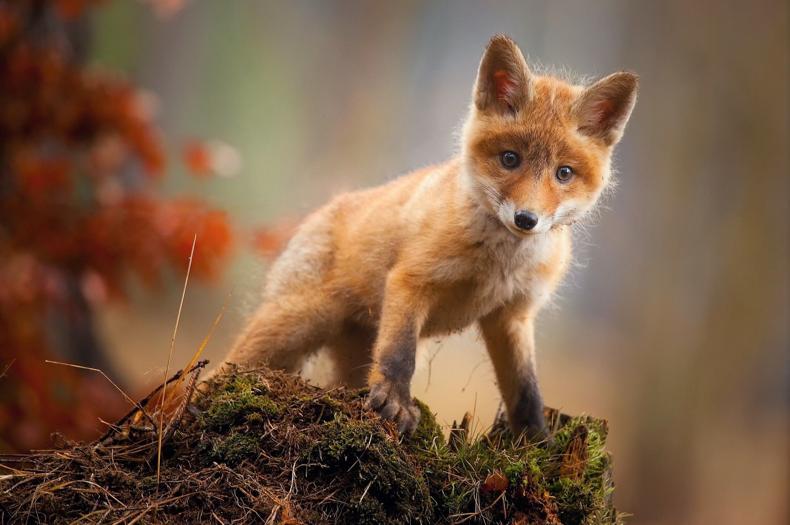 Fox Cub Baby Animal Cute HD Chromebook Pixel HD 4k Wallpaper, Image, Background, Photo and Picture