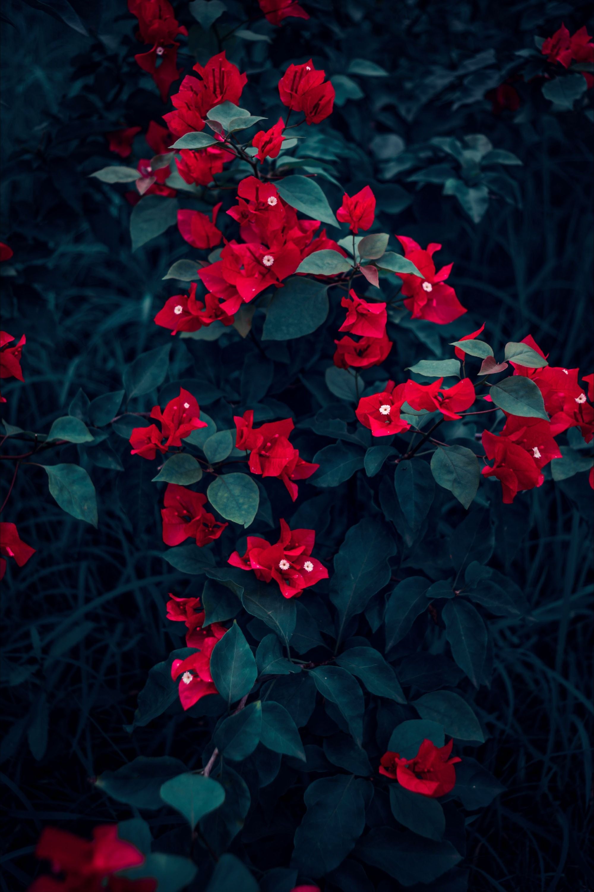Image By: cheng feng. Plants, Drying roses, Red petals