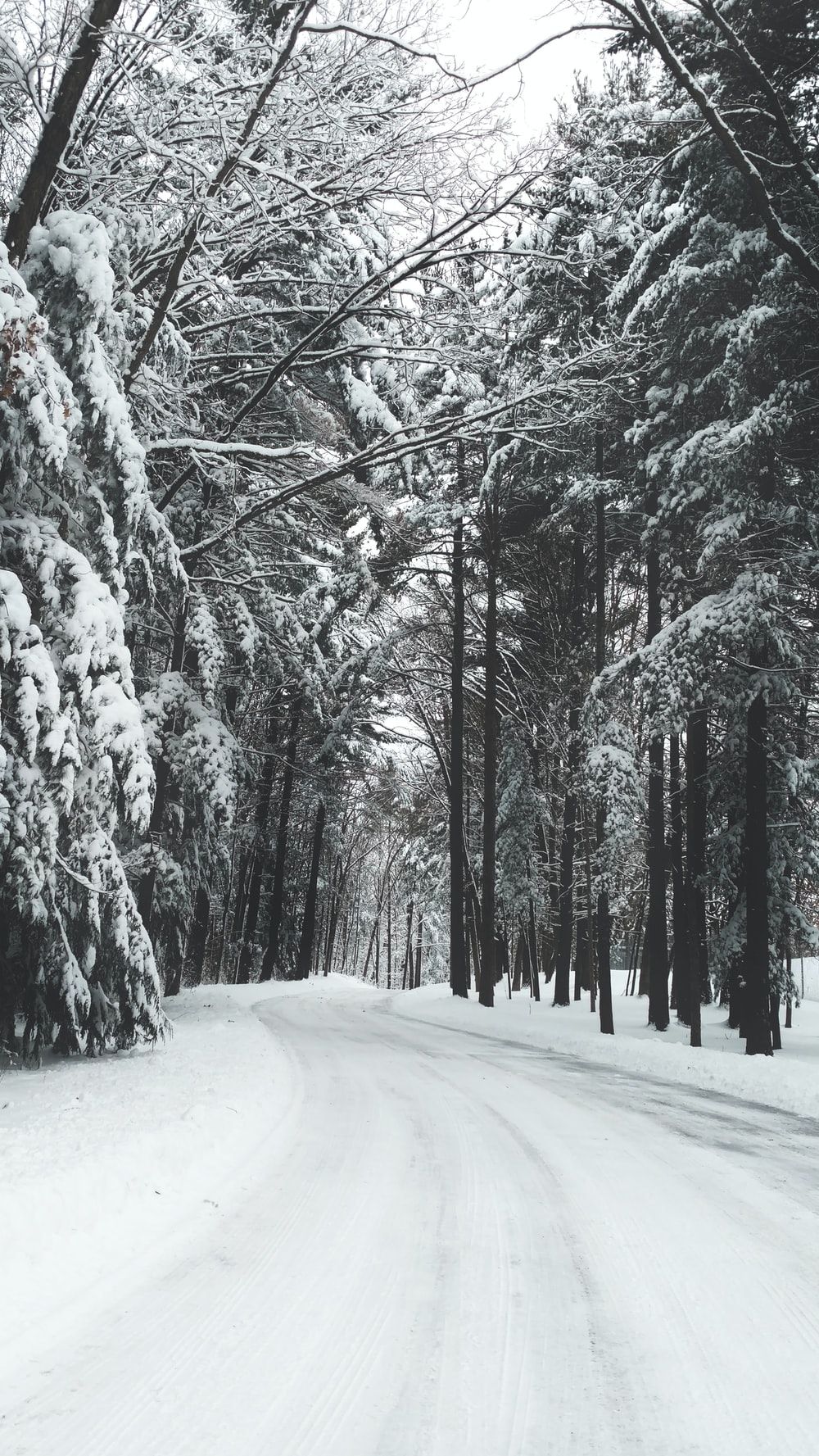 road surrounded by trees during winter photo