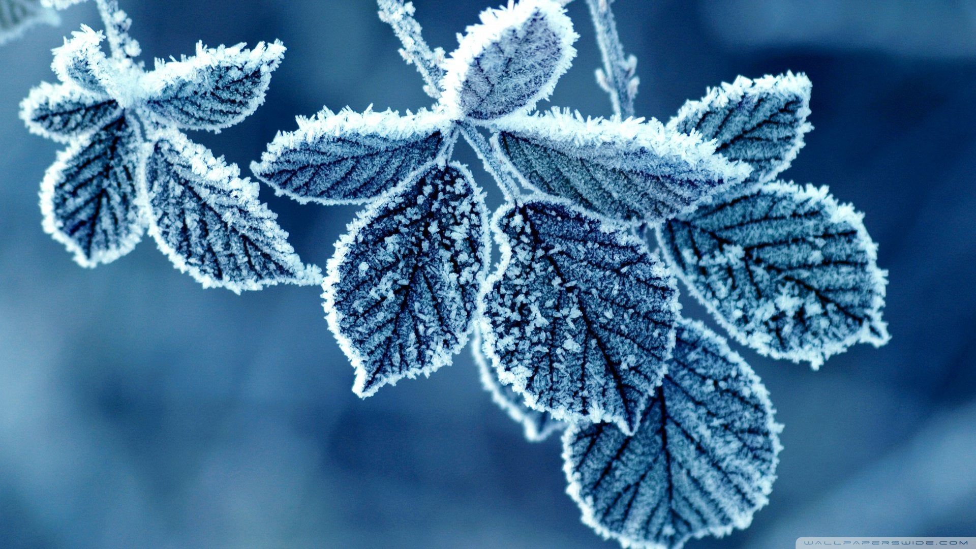 Frosted Leaves
