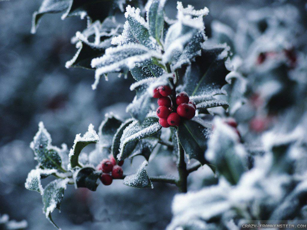 Winter Berries Wallpaper