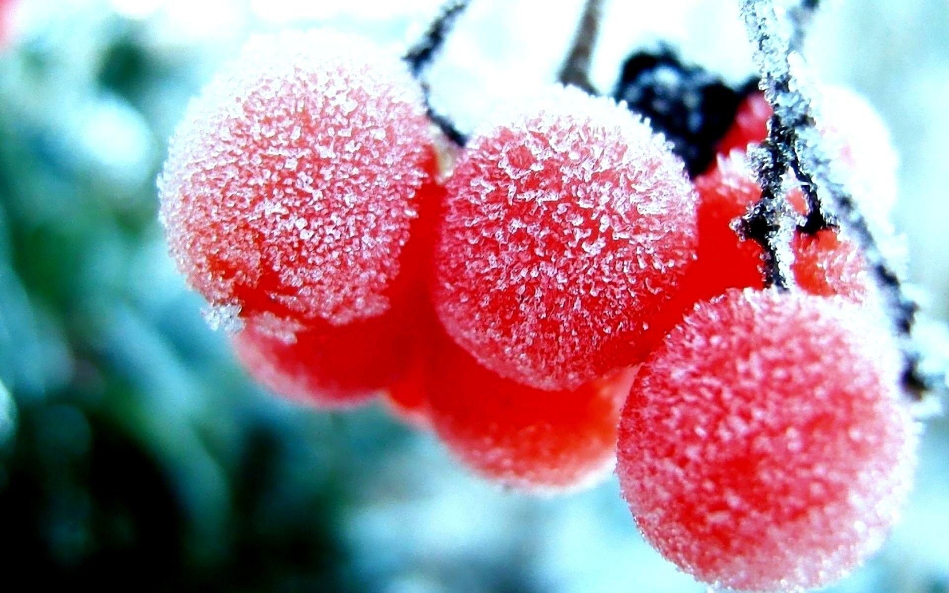 Nature winter first snow red berries fruits rowan frost wallpaperx1200