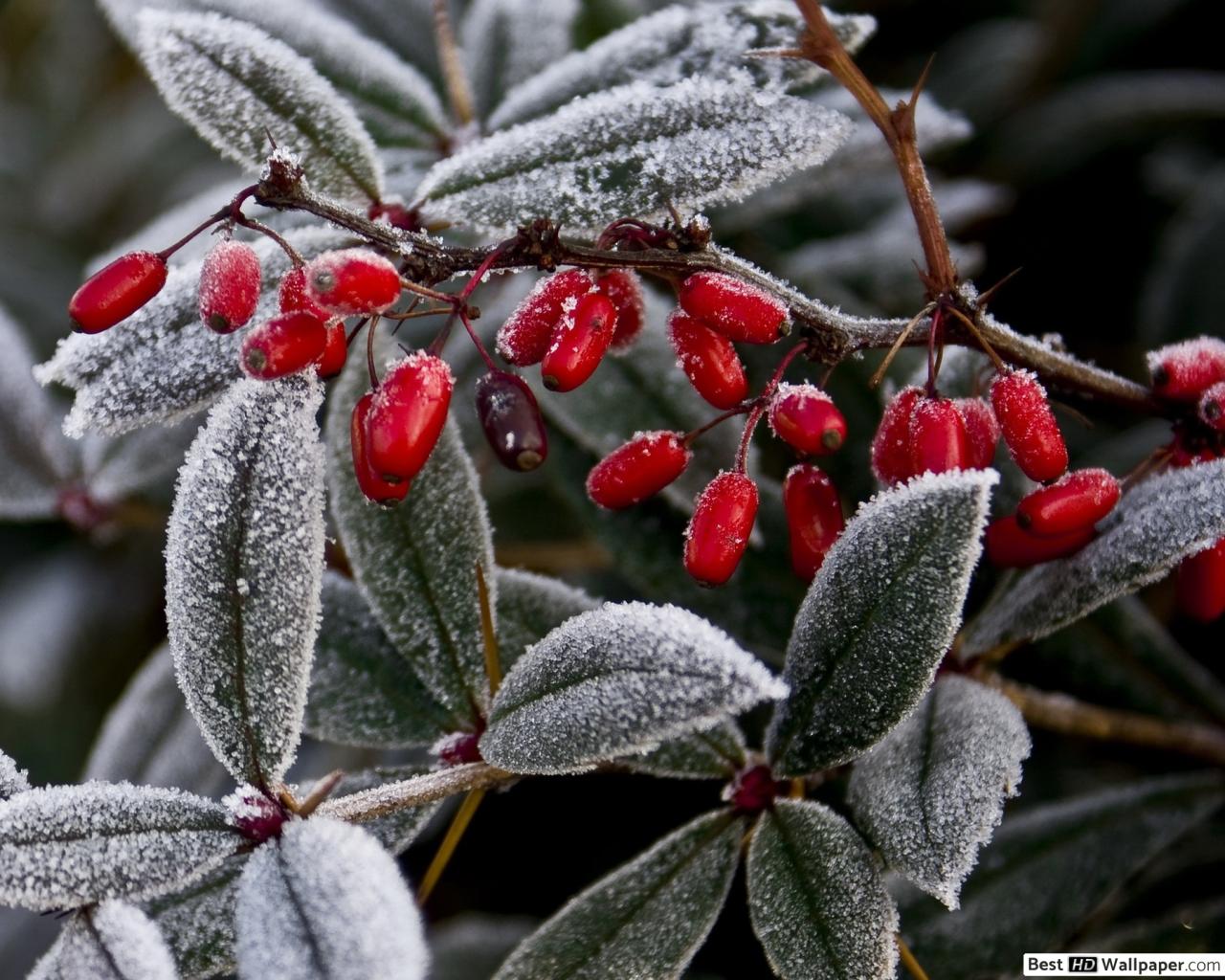 Frosted berries in the winter HD wallpaper download
