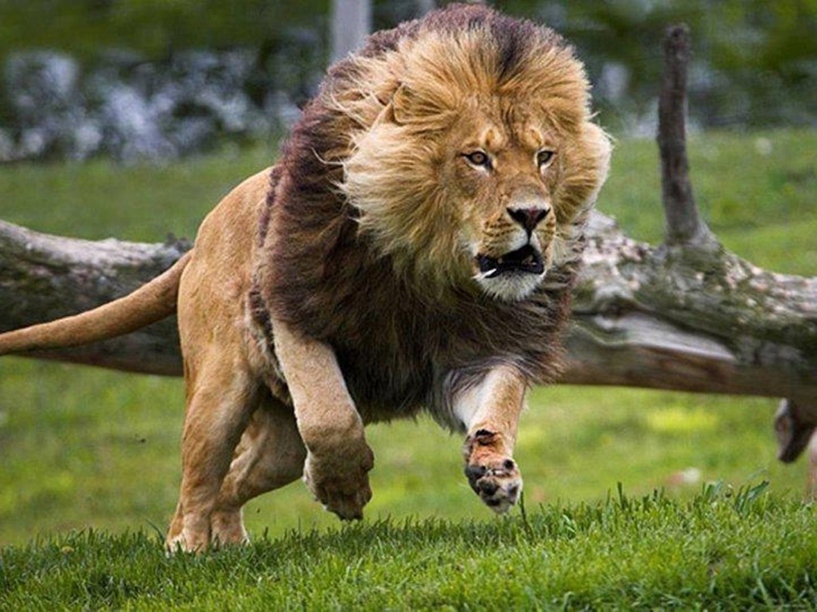 Lion mount help. Lion image, Animals wild, Majestic animals