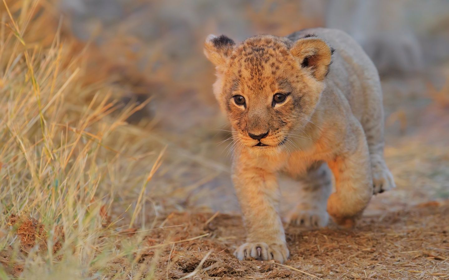 Lion Cub Walking 1440x900 Resolution HD 4k Wallpaper, Image, Background, Photo and Picture