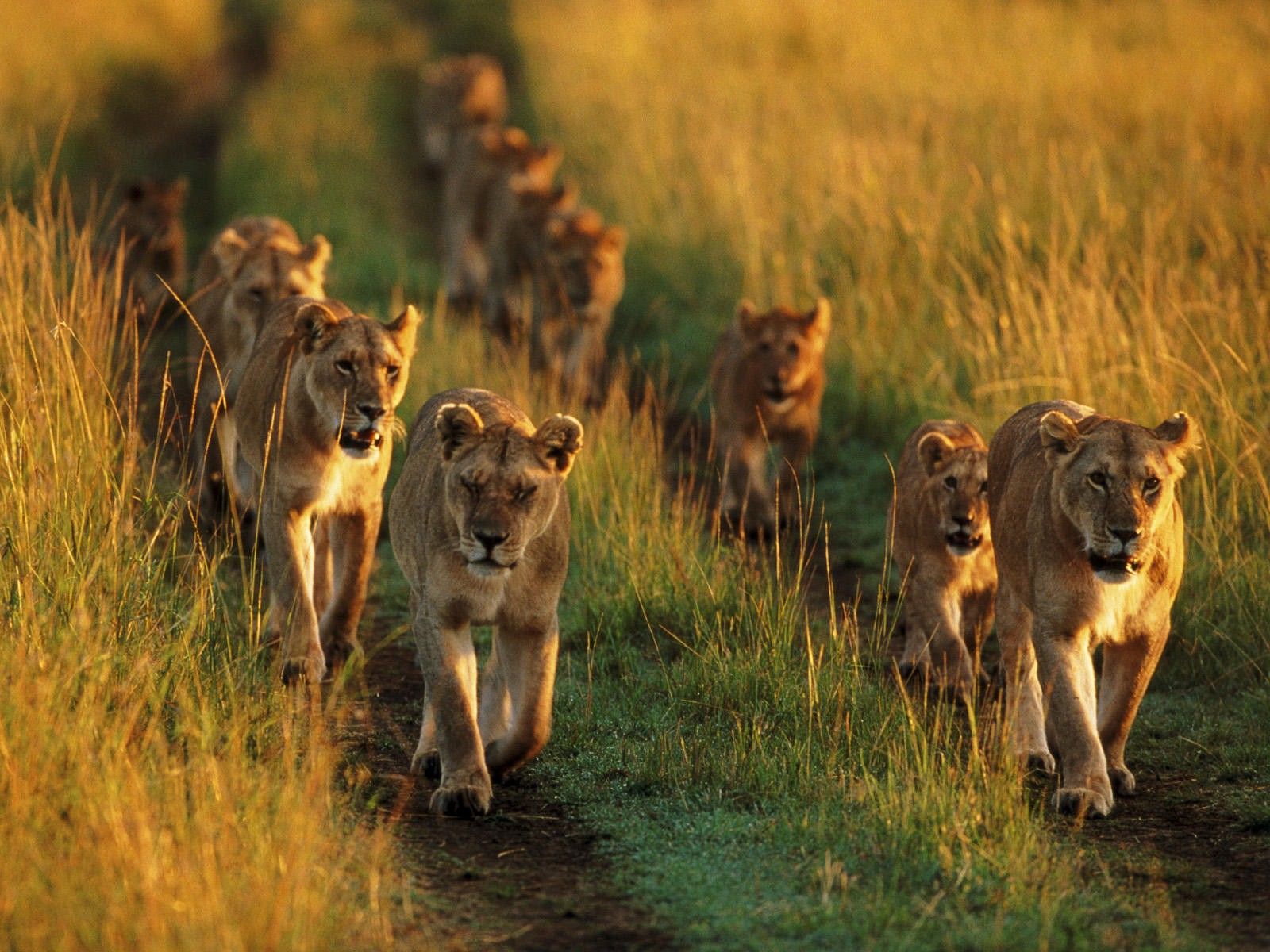 Lion Family Walking in Jungle HD Image
