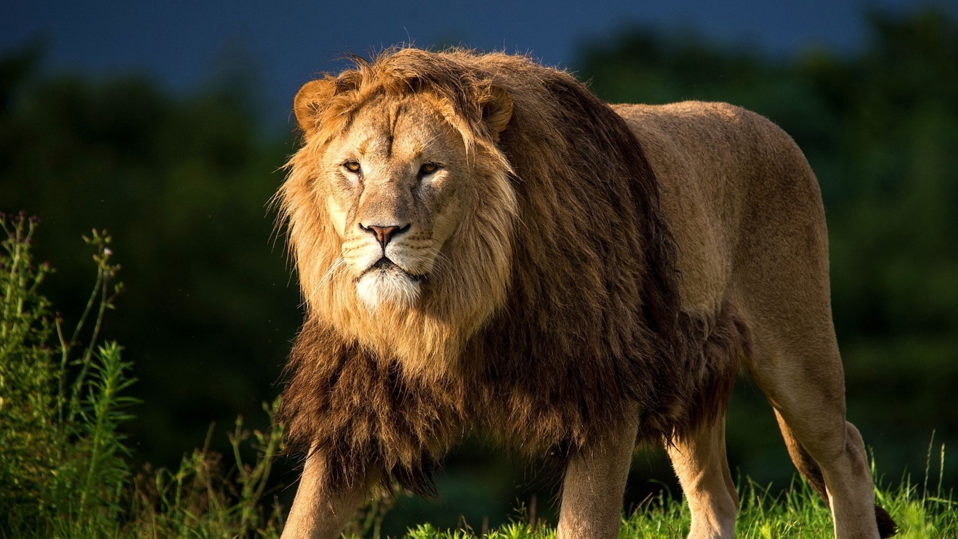Download Wallpaper 1920x1080 lion, grass, king of beasts, big cat, walk Full HD 1080p HD Background