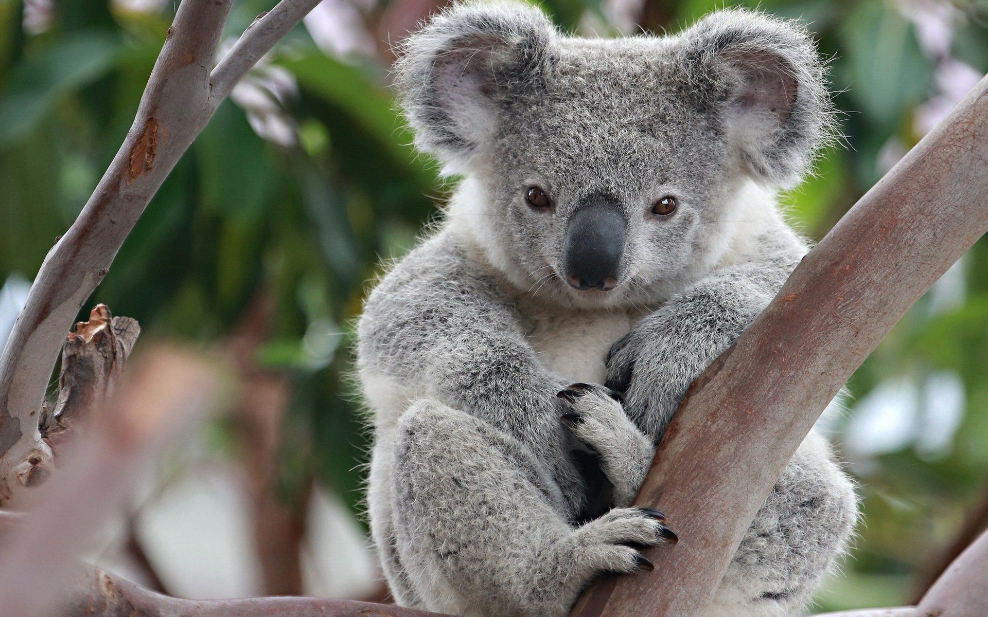 Koala HD Wallpaper and Background Image. Download for free on all your devices, Smartphone, or Tablet.. Koala bear, Koala bear funny, Koalas