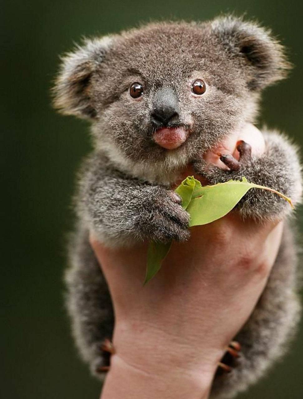 Baby koala wallpaper