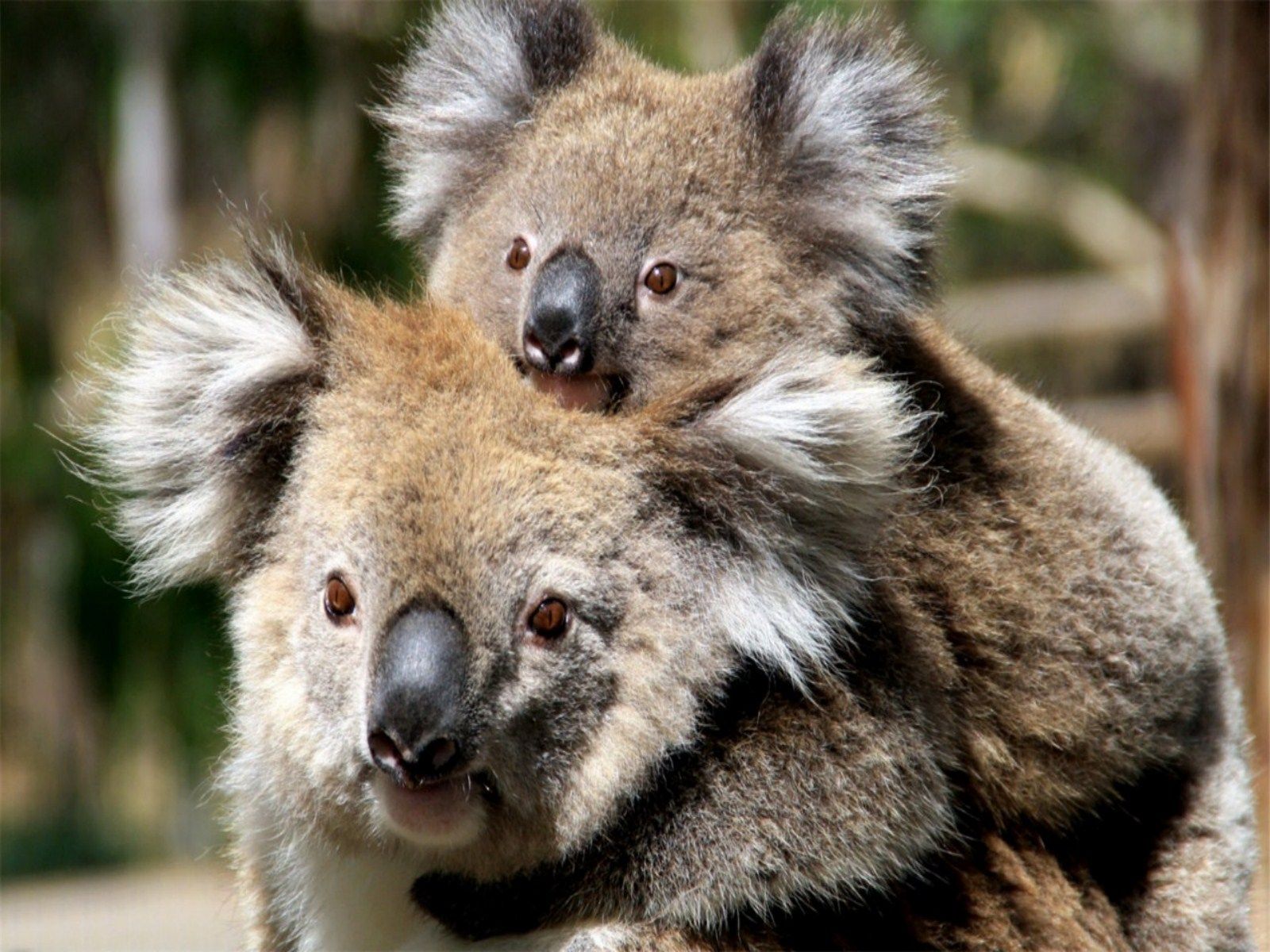 koala wall paper. Koala Wallpaper. HD Wallpaper Inn. Baby animals picture, Mother and baby animals, Baby animals