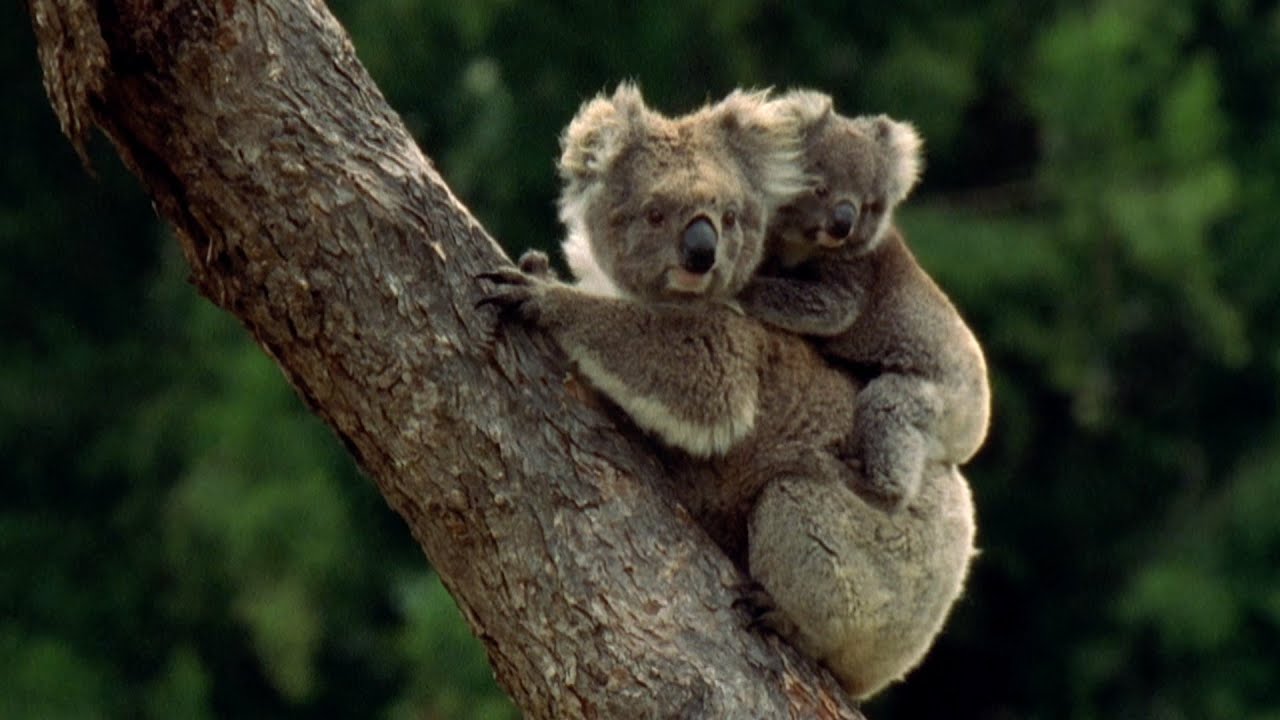 Baby Koala eats mother's poo Super Parents: Episode 1 Preview