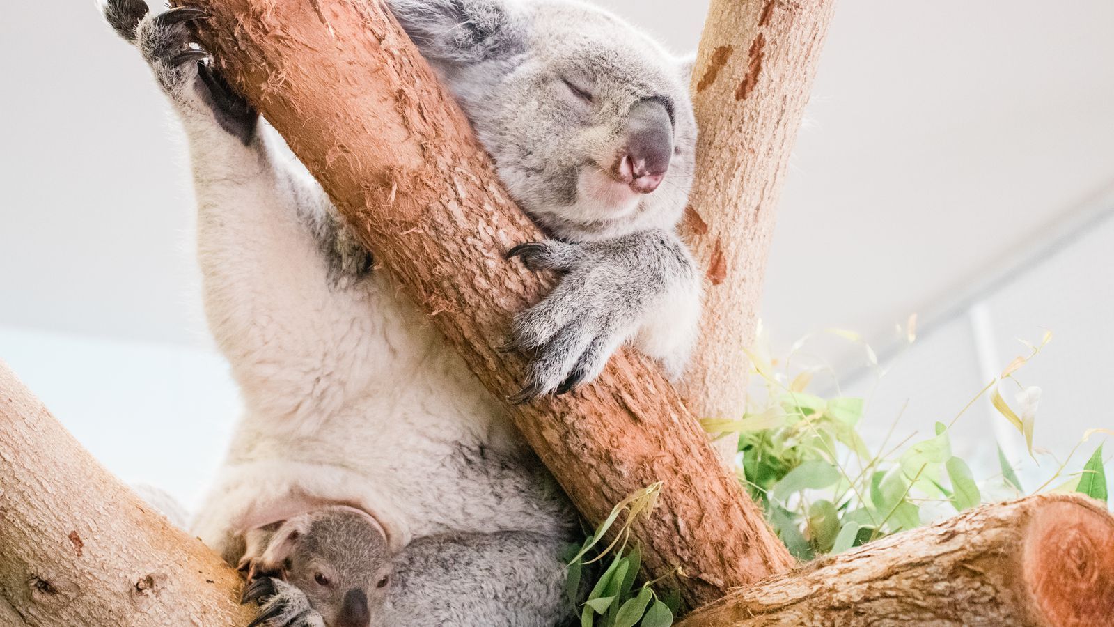 Look at these baby koala photo from ZooTampa