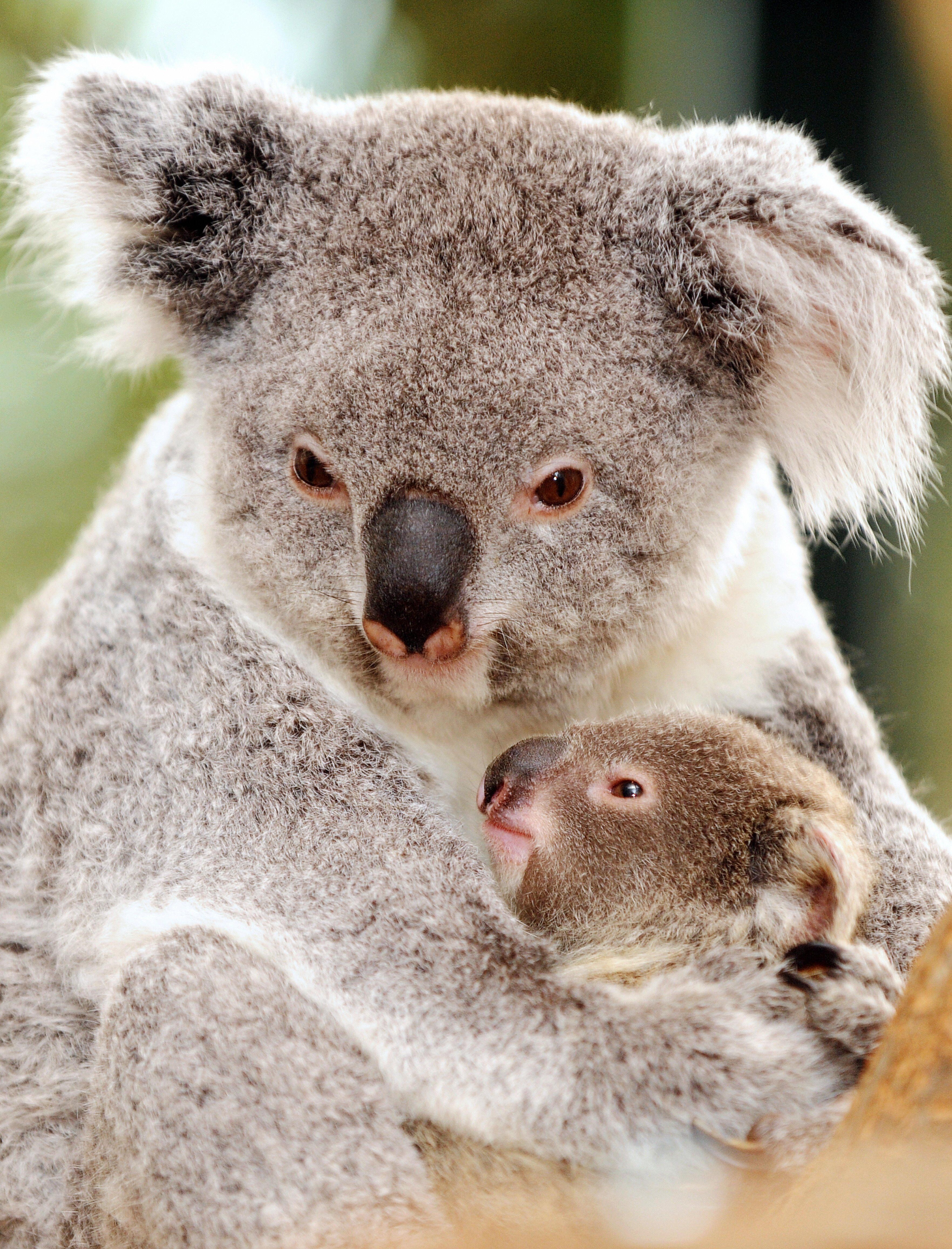 Free download koala bear Koala Bear Mother and Baby WallPaper HD [3527x4625] for your Desktop, Mobile & Tablet. Explore Baby Koala Wallpaper. Cute Baby Koala Wallpaper