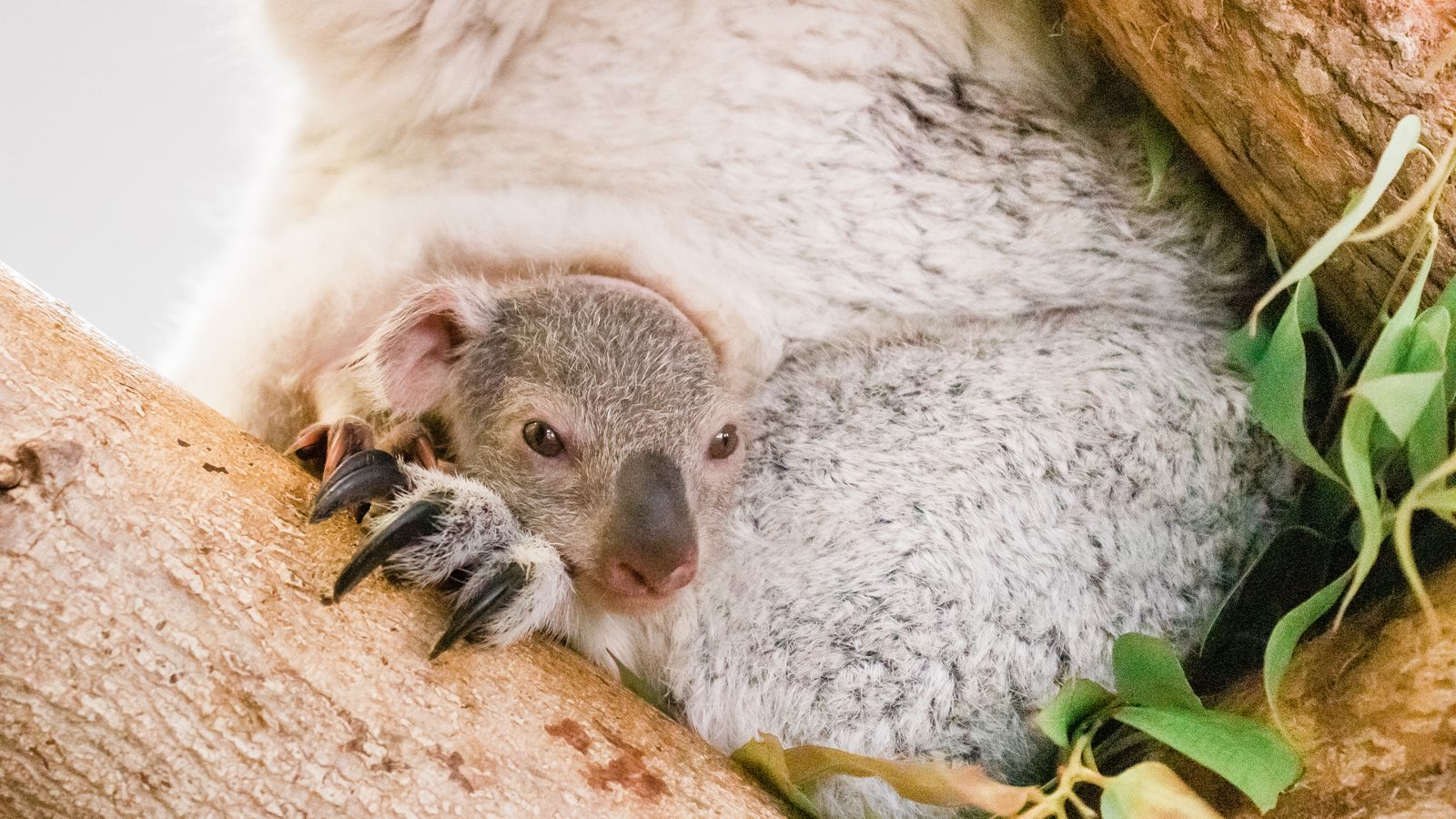 Look at these baby koala photo from ZooTampa
