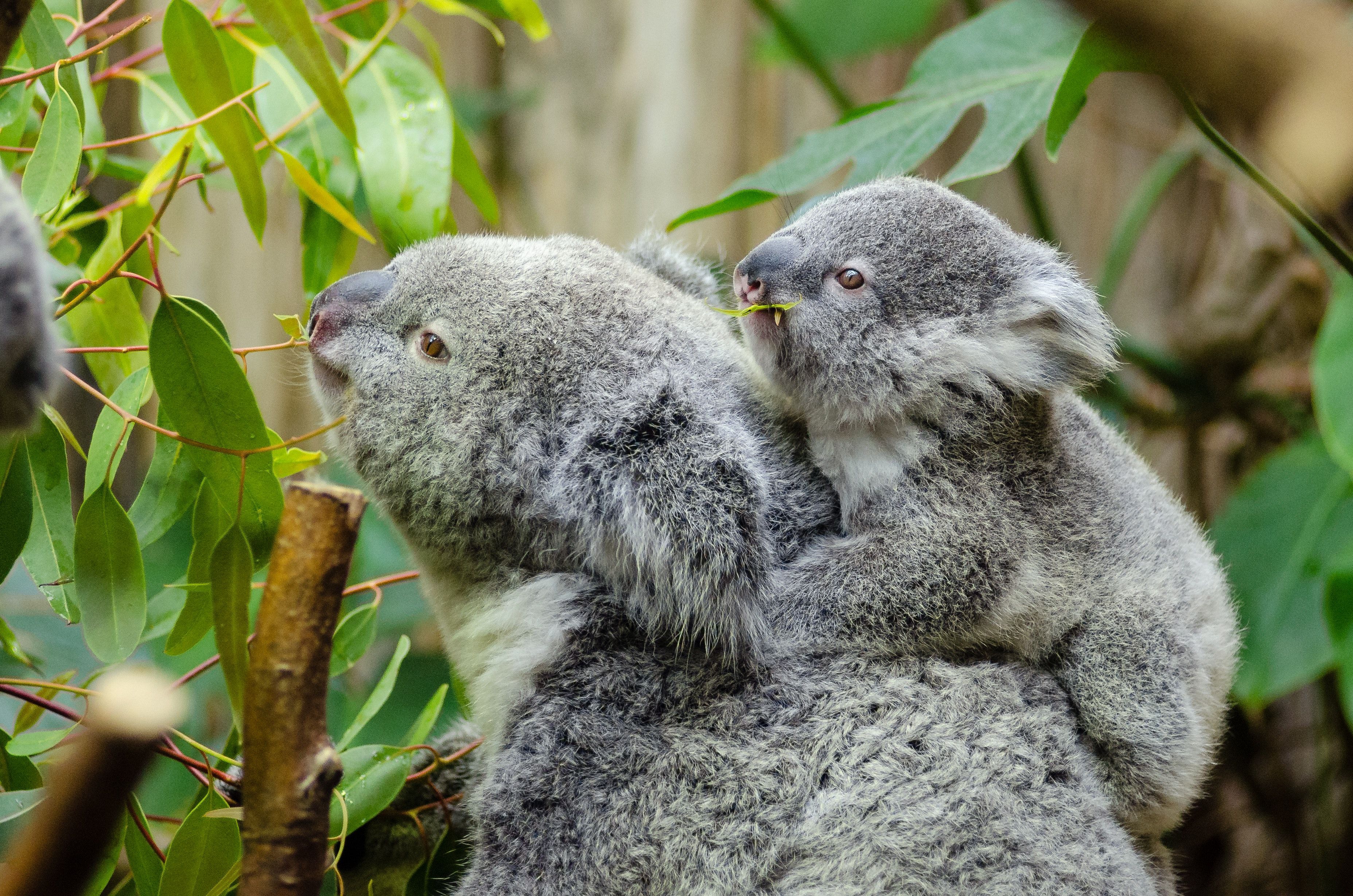 Koala Bear With Baby on Back · Free