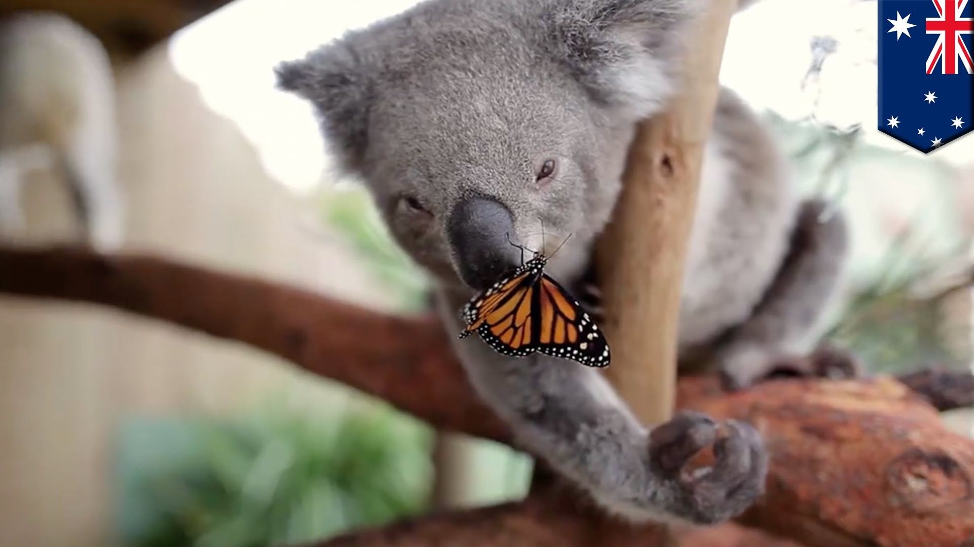 Baby Koala Wallpaper