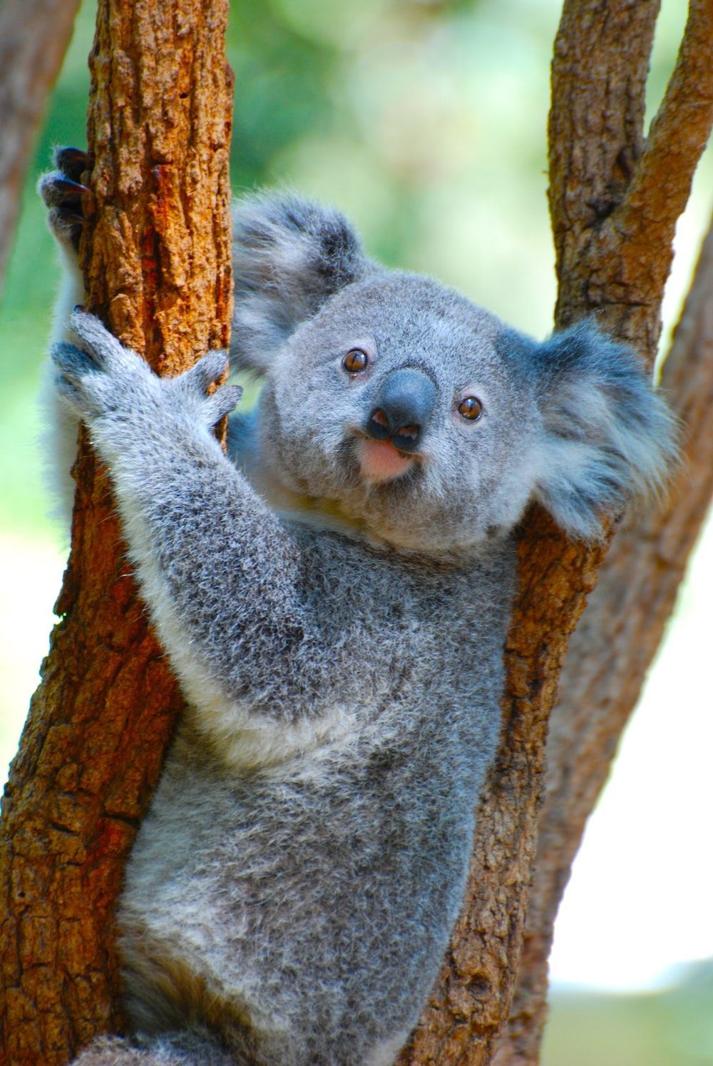 Baby Koala Picture. Download Free Image
