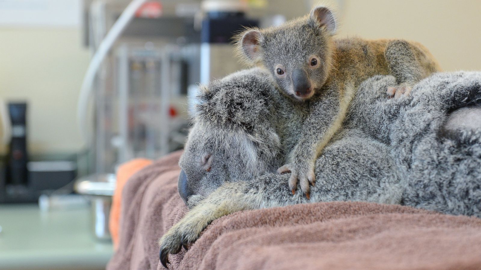 Baby Koala Hugs Mom During Surgery After They Were Hit by Car In Australia