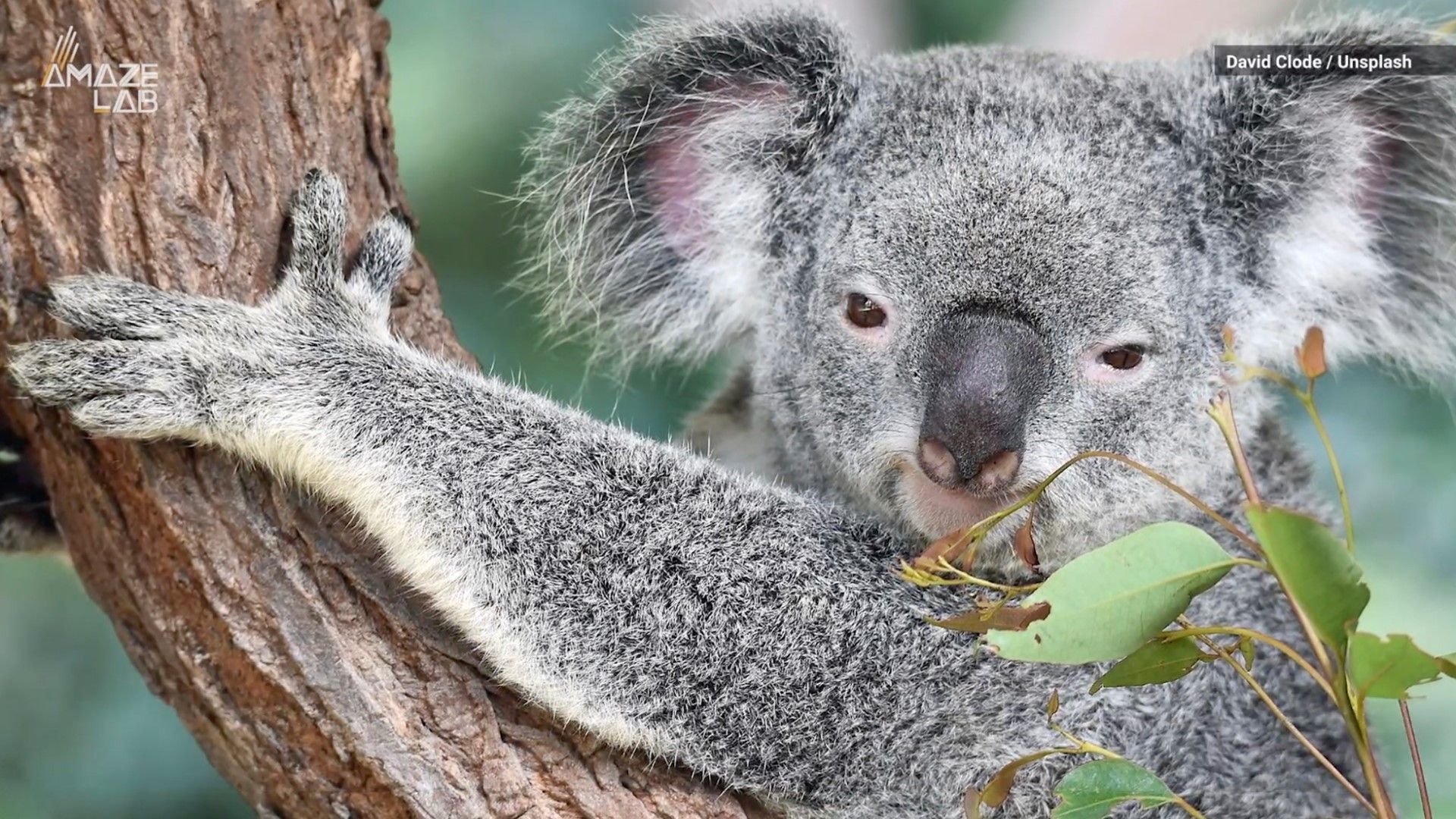 Australia zoo celebrates first koala born since deadly bushfiresalive.com