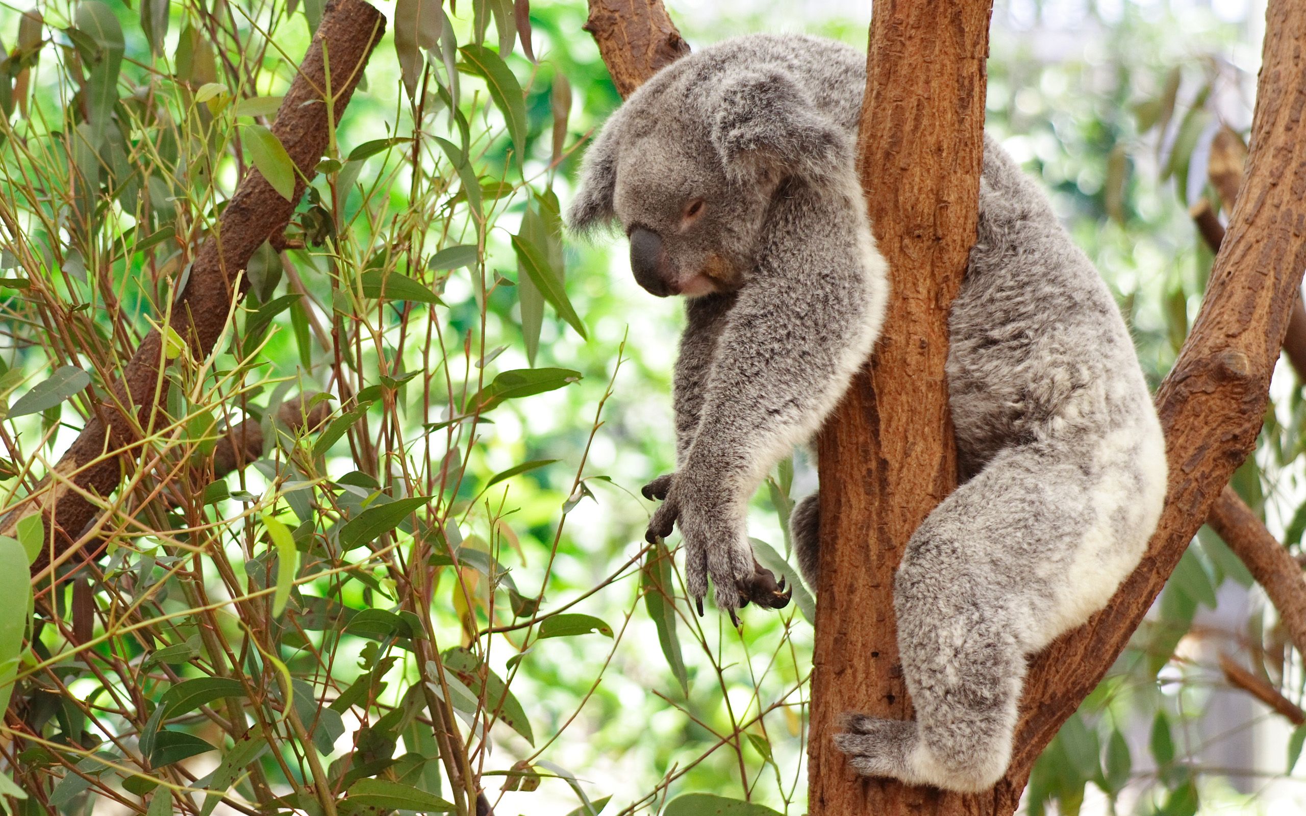 Cute Koala Phone Wallpaper