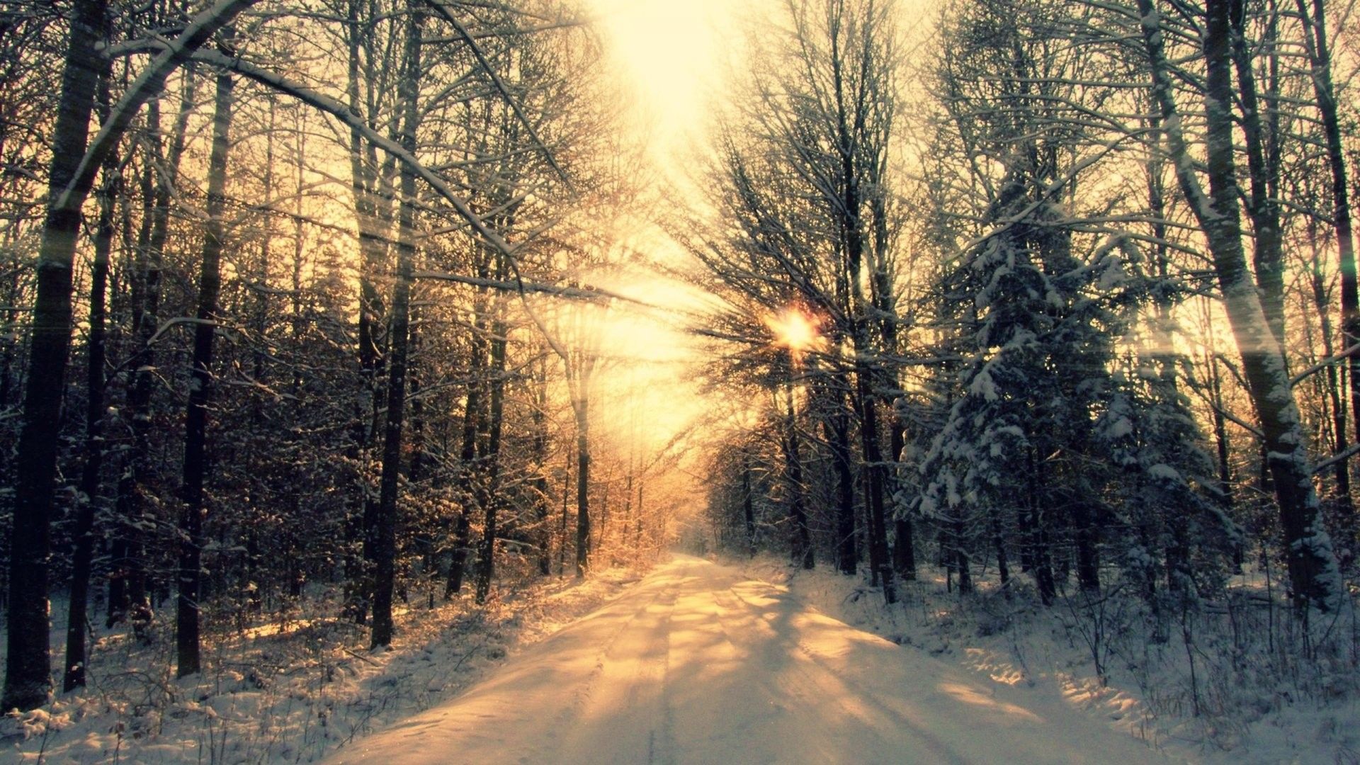 Winter Sun In Forest Wallpapers - Wallpaper Cave