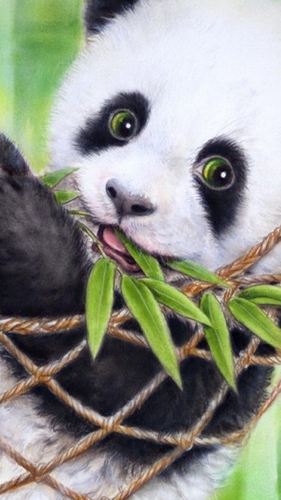 Hd Panda Wallpaper