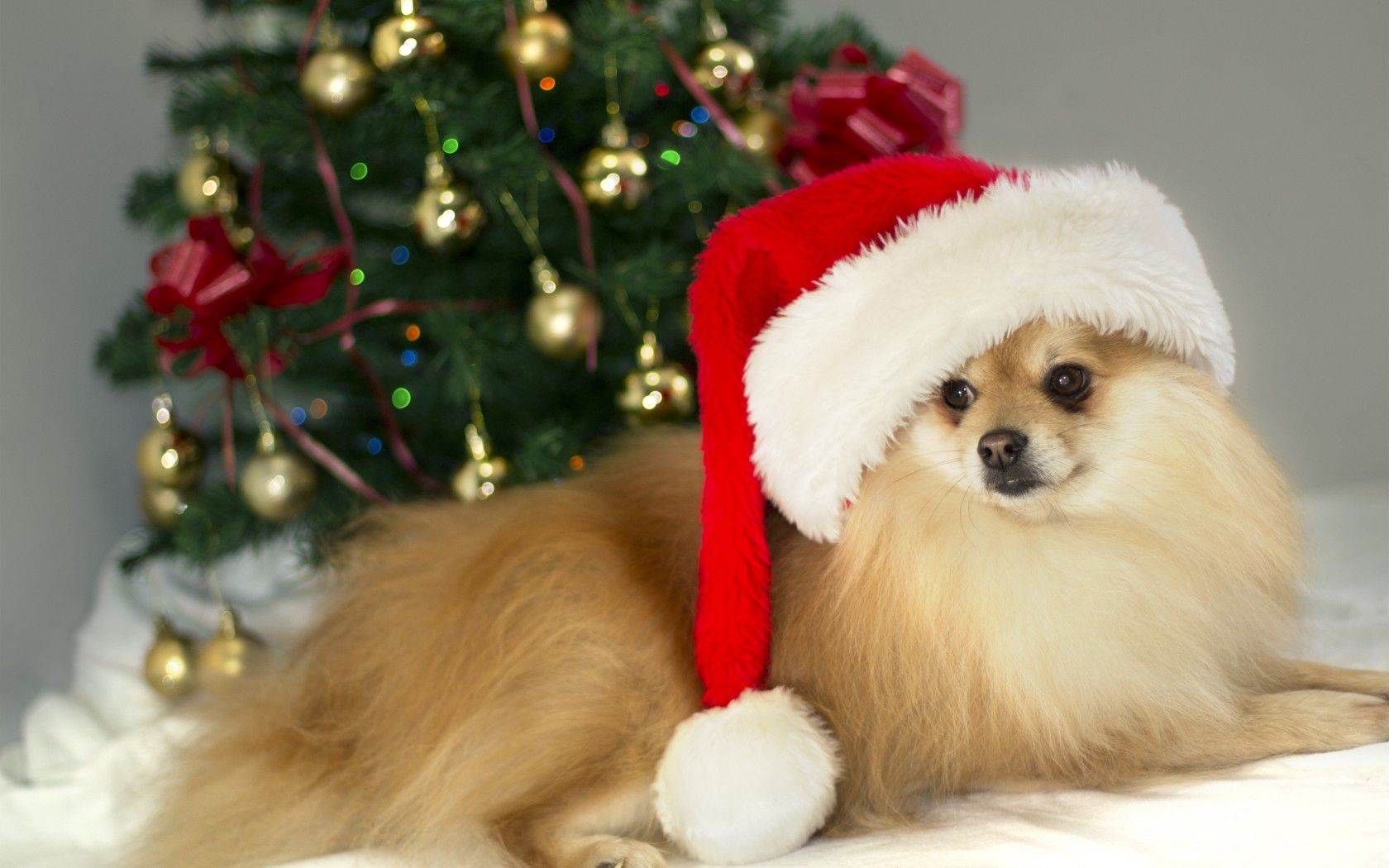 Wallpaper small, german, spitz, dog, cute, brown, christmas wallpaper dog. Christmas dog, Spitz dogs, Dog holiday