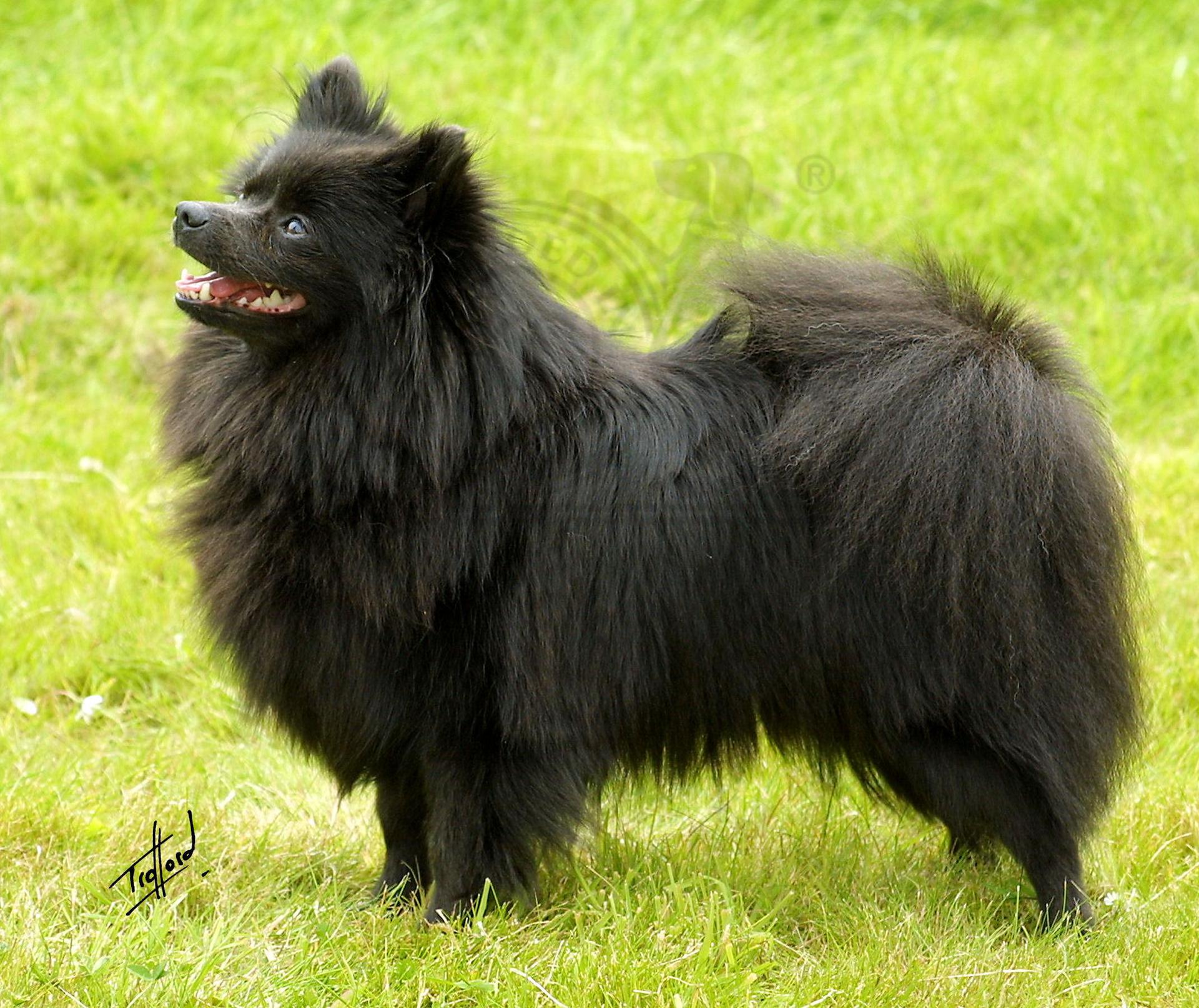 German Spitz Wallpapers Wallpaper Cave