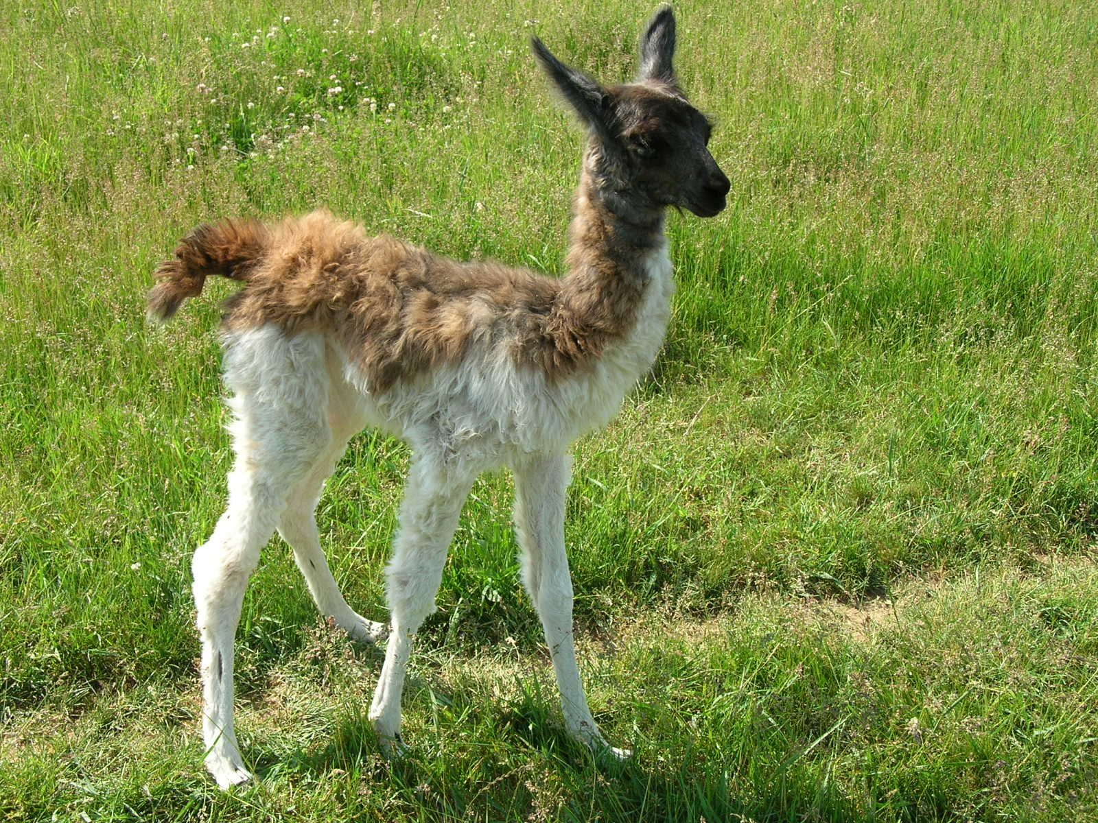 Baby Llamas Wallpapers Wallpaper Cave Baby Llamas Wallpapers Wallpaper Cave