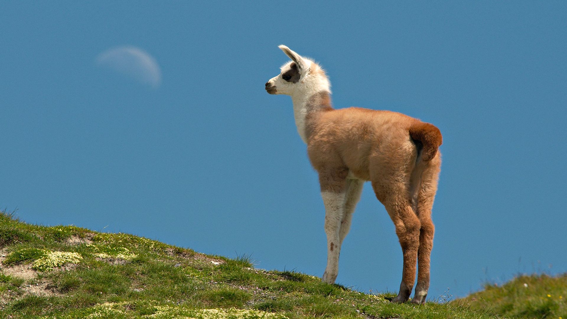 Llama Desktop Wallpaper