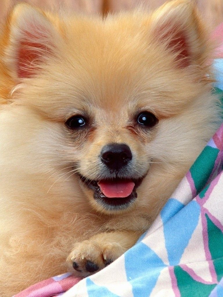 Free download Lovely German Spitz dog photo and wallpaper Beautiful Lovely [1280x1024] for your Desktop, Mobile & Tablet. Explore Spitz Wallpaper. Spitz Wallpaper