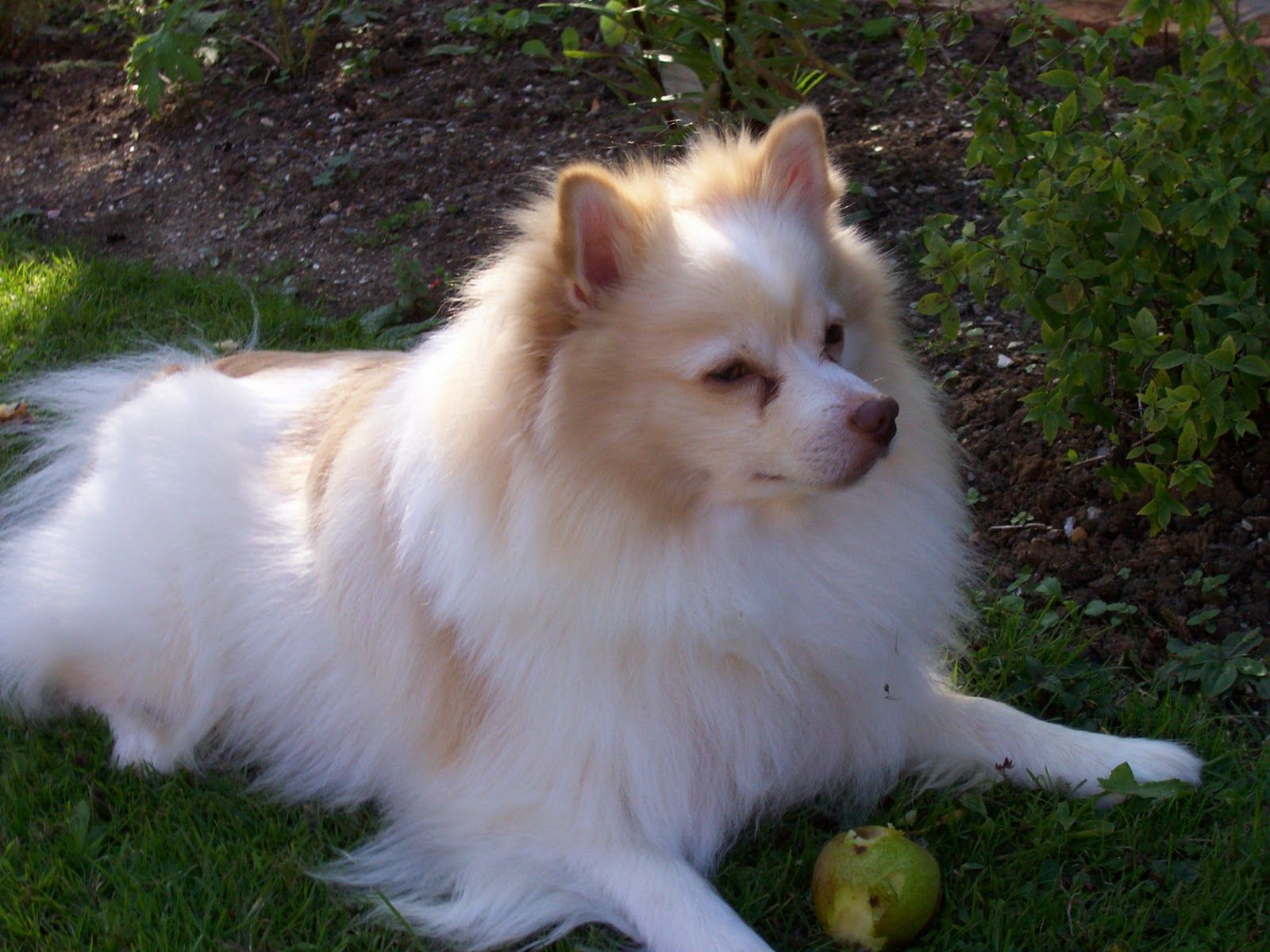 Resting German Spitz dog photo and wallpaper. Beautiful Resting German Spitz dog picture