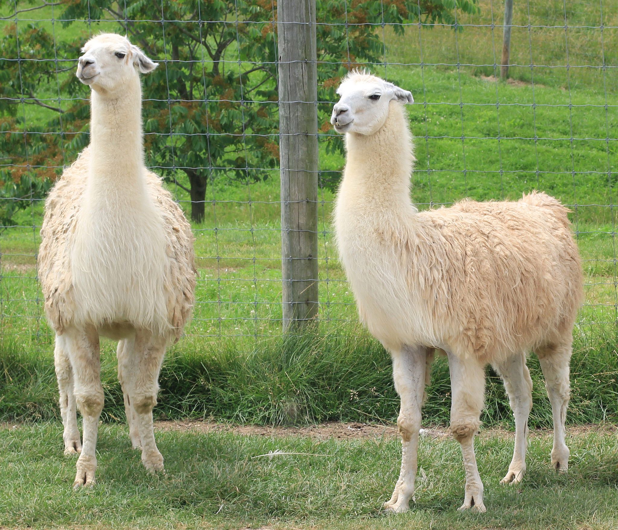 Llama Facts, Information & Picture