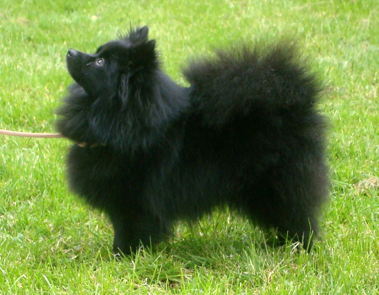 Kleinspitz (Miniature Spitz) or black. Spitz dogs, German spitz, Dog photo