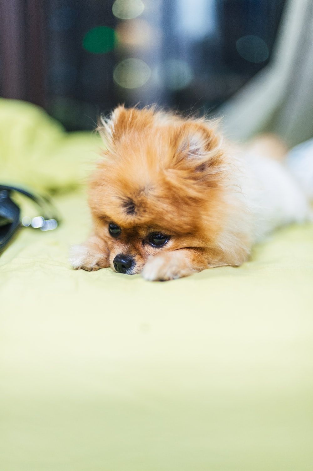 Pomeranian Picture [HD]. Download Free Image