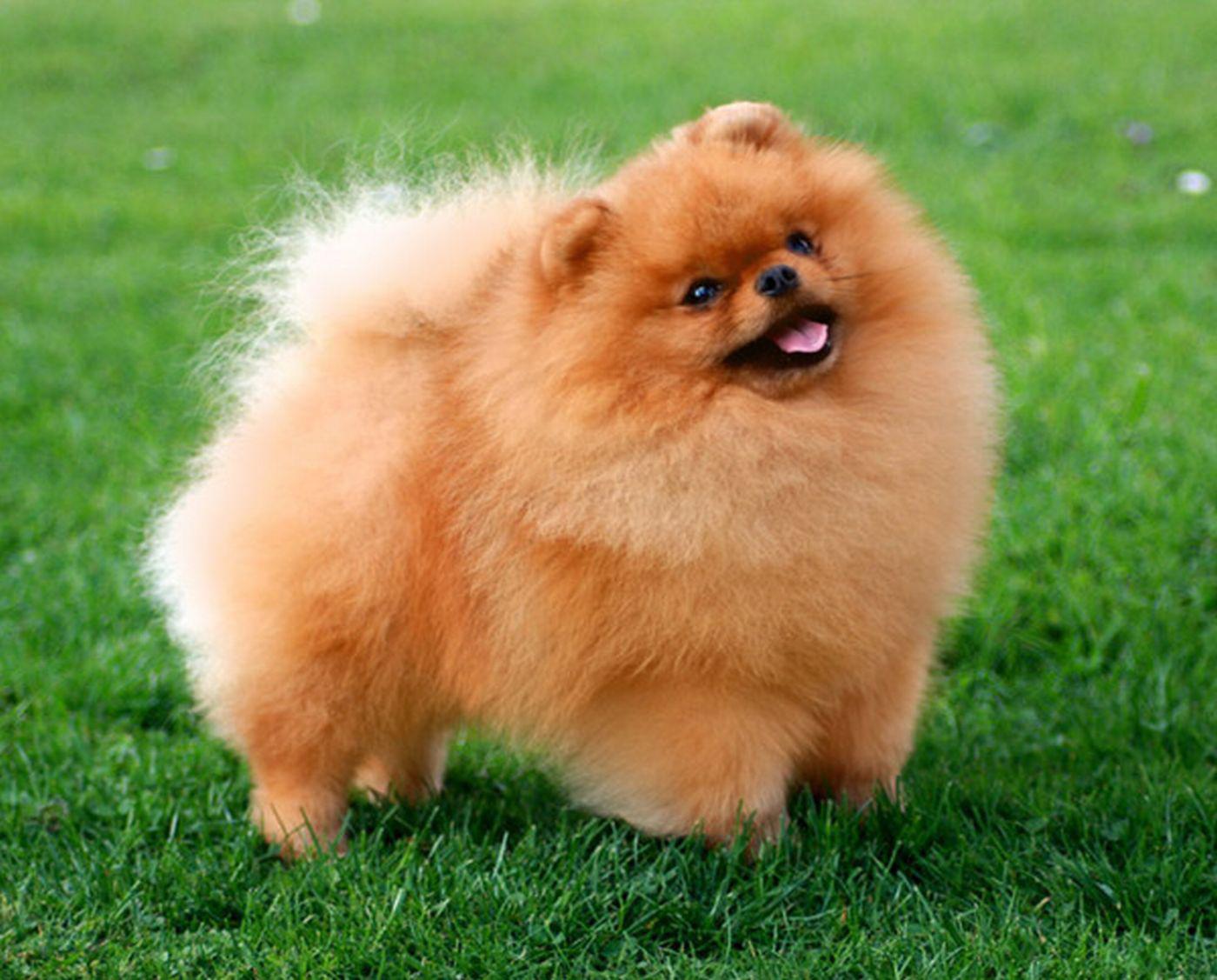 German Spitz Live Wallpaper for Android