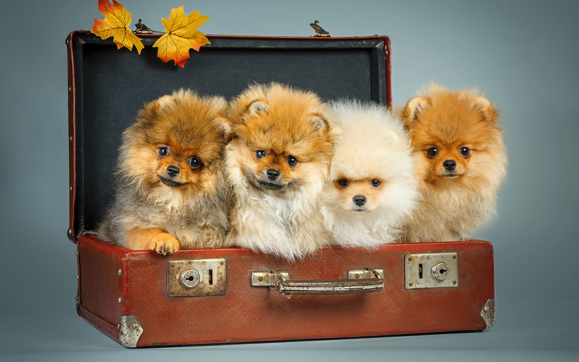 Wallpaper Spitz Dogs Foliage Suitcase Glance Animals 1920x1200