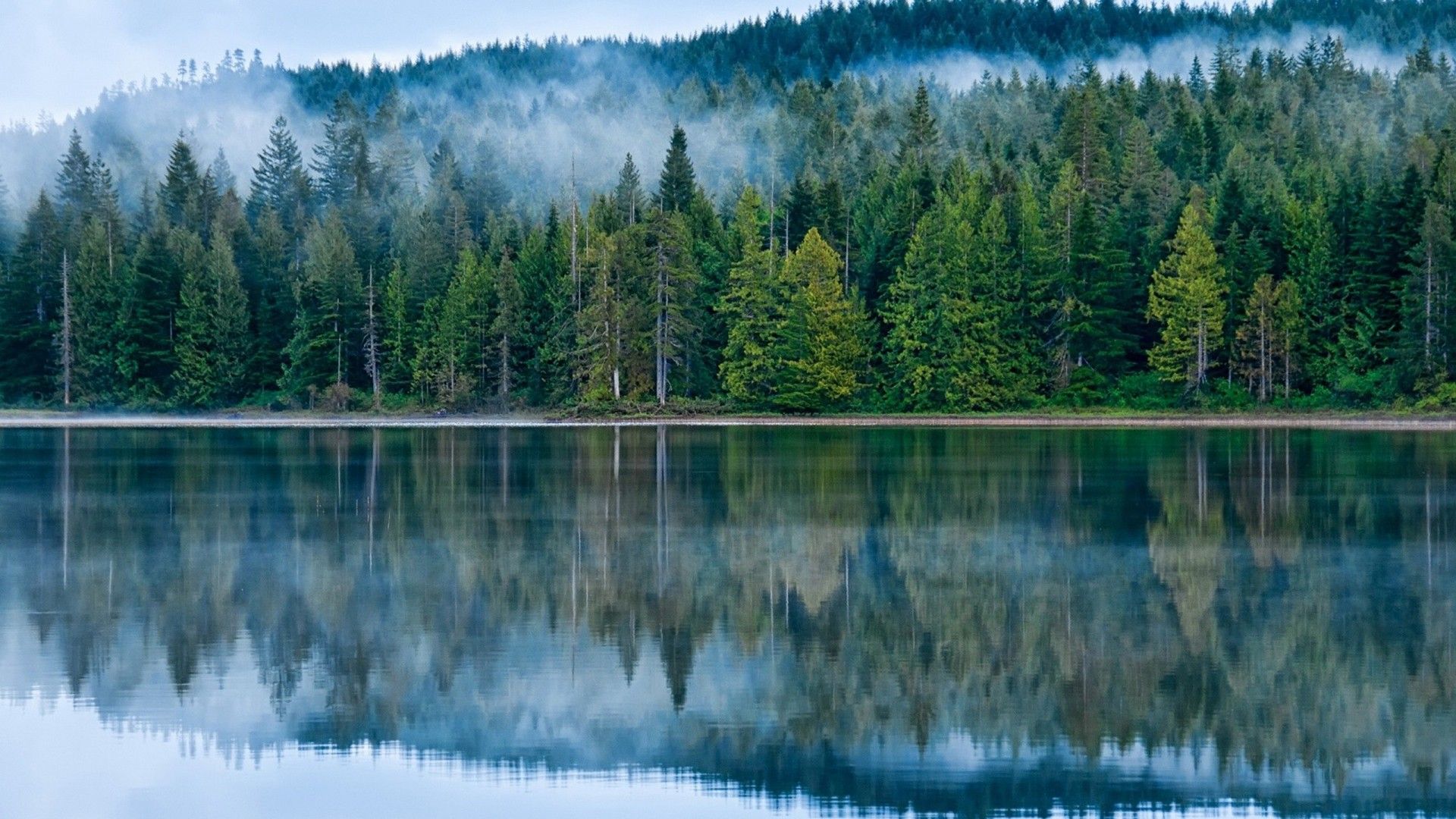 Reflection On The Lake Pine Forest Fog HD Desktop Wallpaper, Wallpaper13.com
