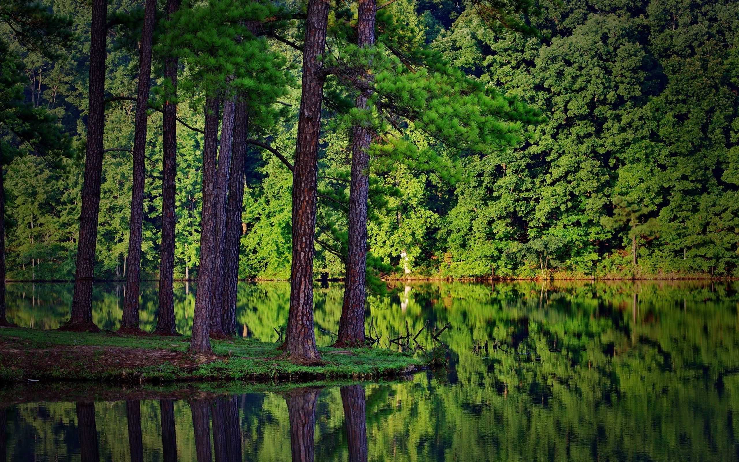 Forest Lake Wallpaper Free Forest Lake Background