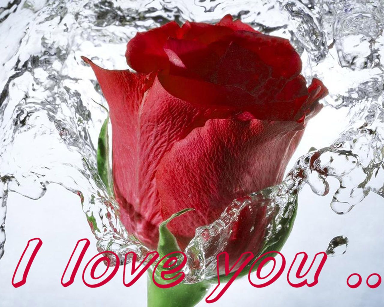 Love Message picture I Love You Red Rose flower water, Wallpaper13.com