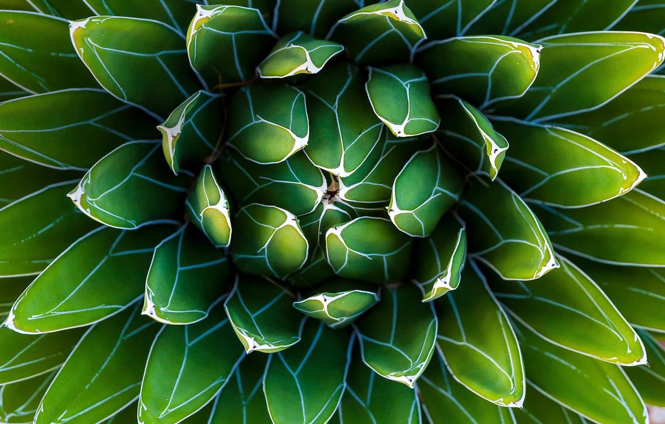 Agave Wallpapers - Wallpaper Cave