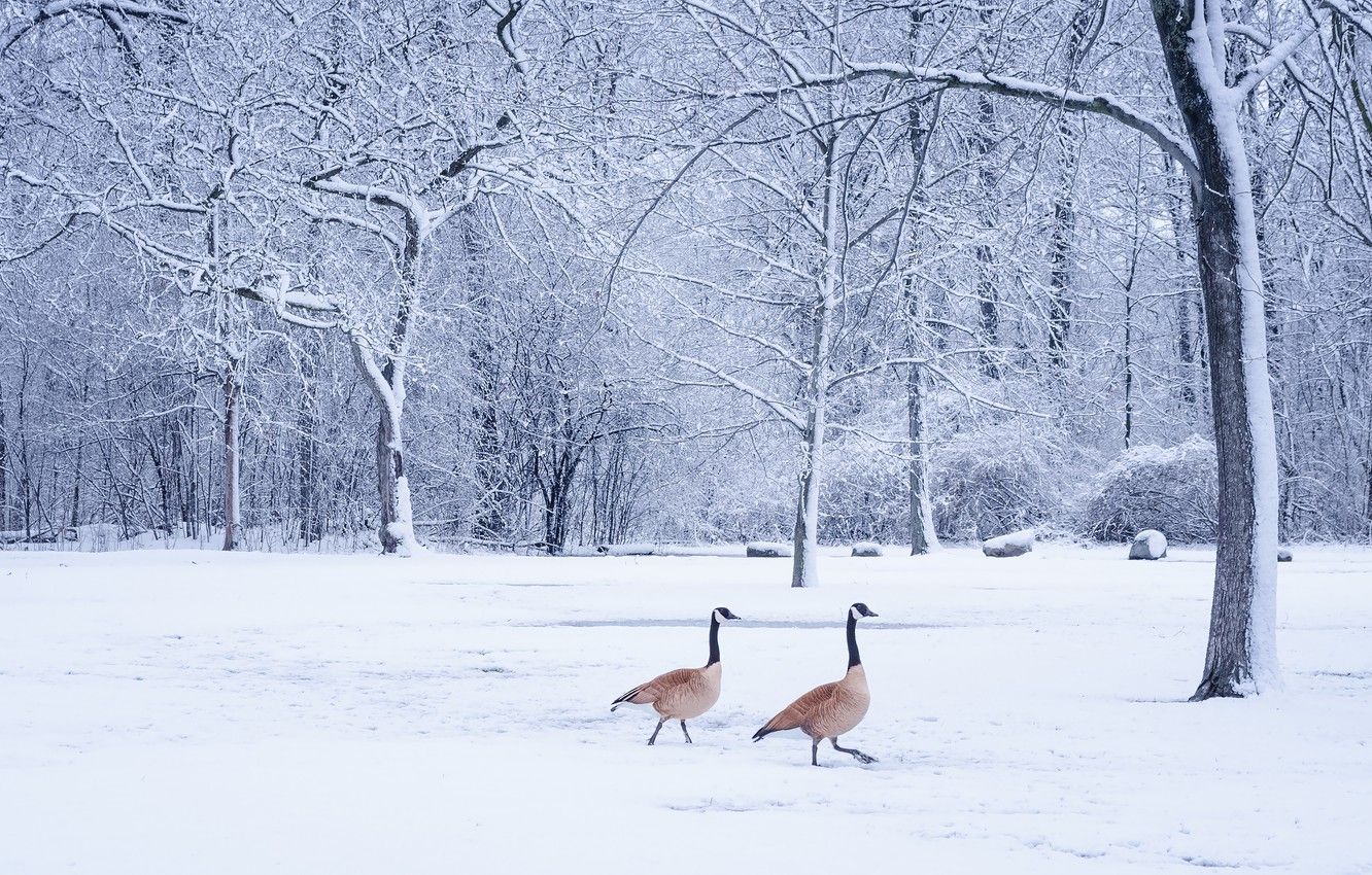 Wallpapers winter, frost, forest, snow, trees, birds, branches, nature, Park, trunks, pair, walk, a couple, Duo, two, geese image for desktop, section животные