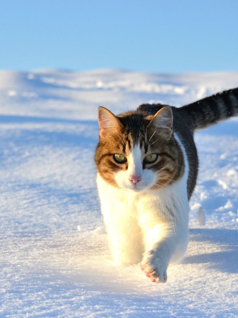 Free download Walk snow winter cat wallpapers 1920x1300 75115 WallpaperUP [1920x1300] for your Desktop, Mobile & Tablet