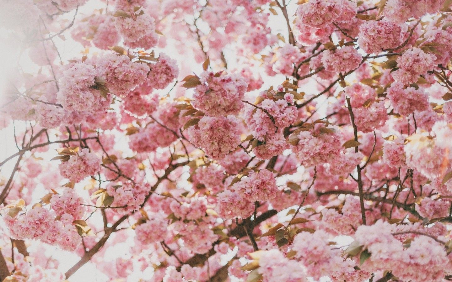 Download 1440x900 Sakura Blossom, Cherry, Tree, Pink Flowers, Branches Wallpaper for MacBook Pro 15 inch, MacBook Air 13 inch
