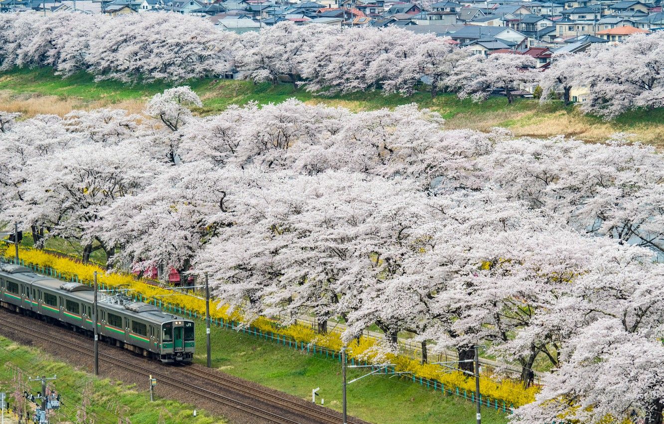 Wallpaper Home, The city, Spring, Sakura, Japan, Train, Landscape, Flowering image for desktop, section город