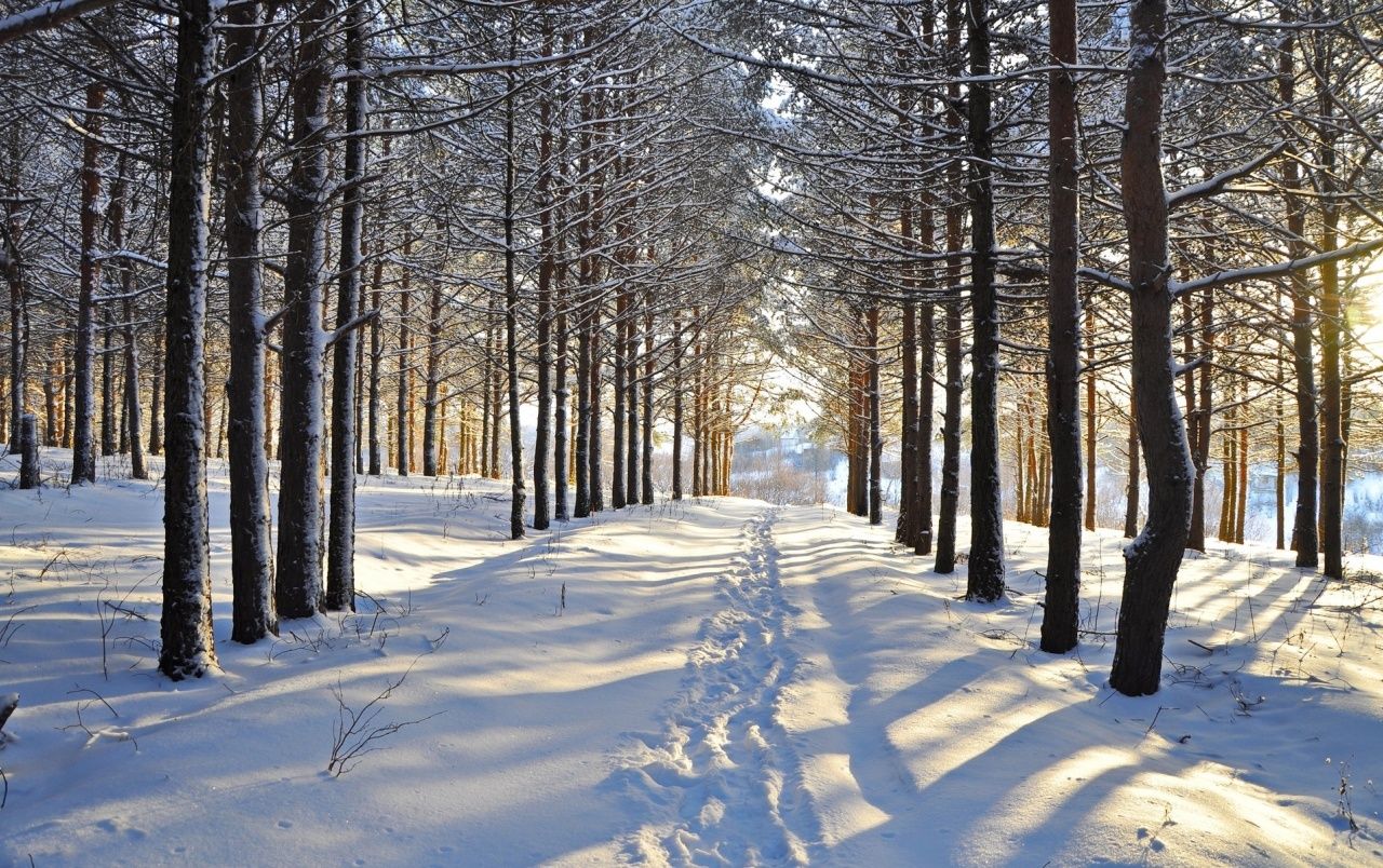 Snowy Forest Steps Vale Sunny wallpaper. Snowy Forest Steps Vale Sunny