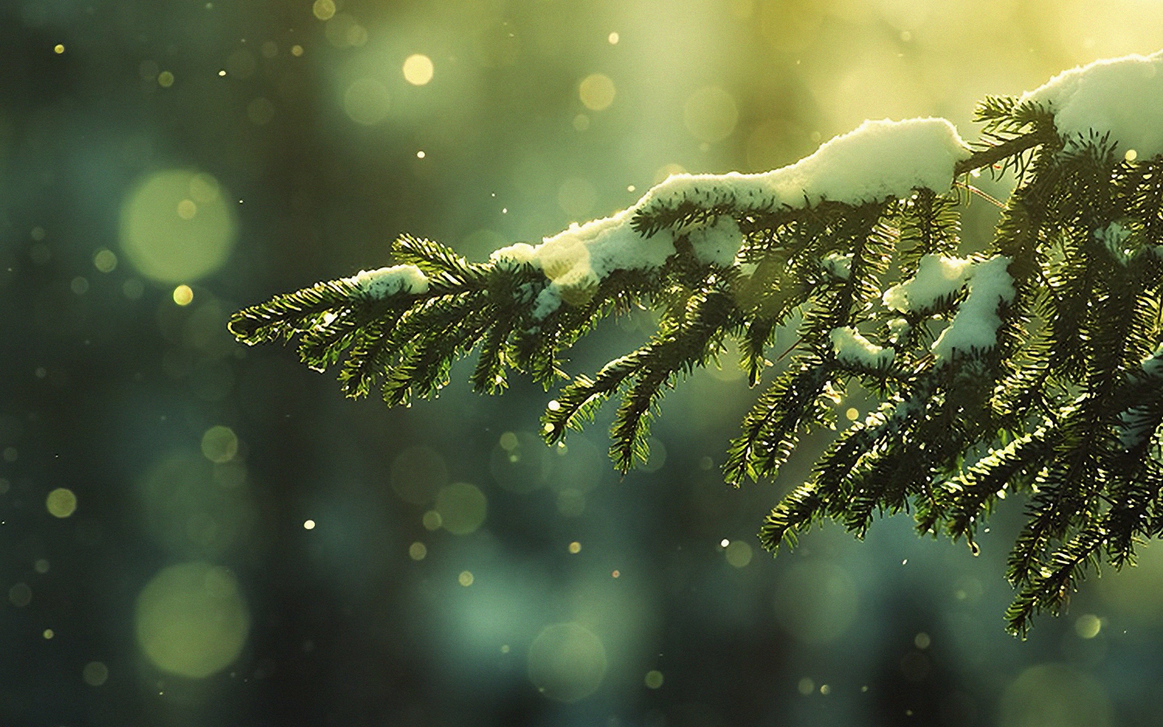 pine, Tree, Green, Nature, Beautiful, Snow, Winter Wallpaper HD / Desktop and Mobile Background