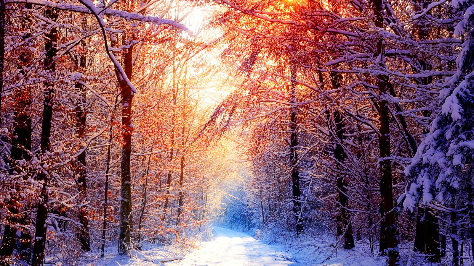 Sunny winter day in the forest Desktop wallpaper 1600x900